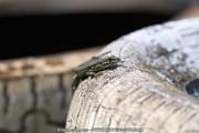 20110501_ales_agnus (2362)